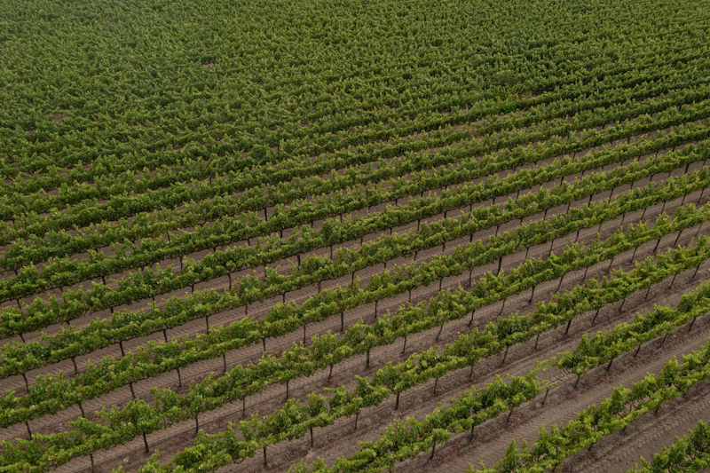 Napa vineyard