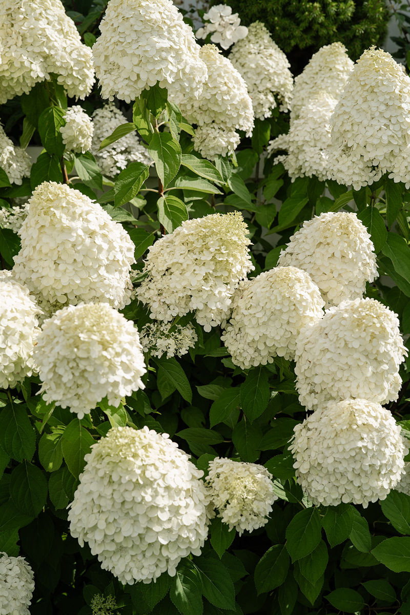 hydrangeas in Cape Cod