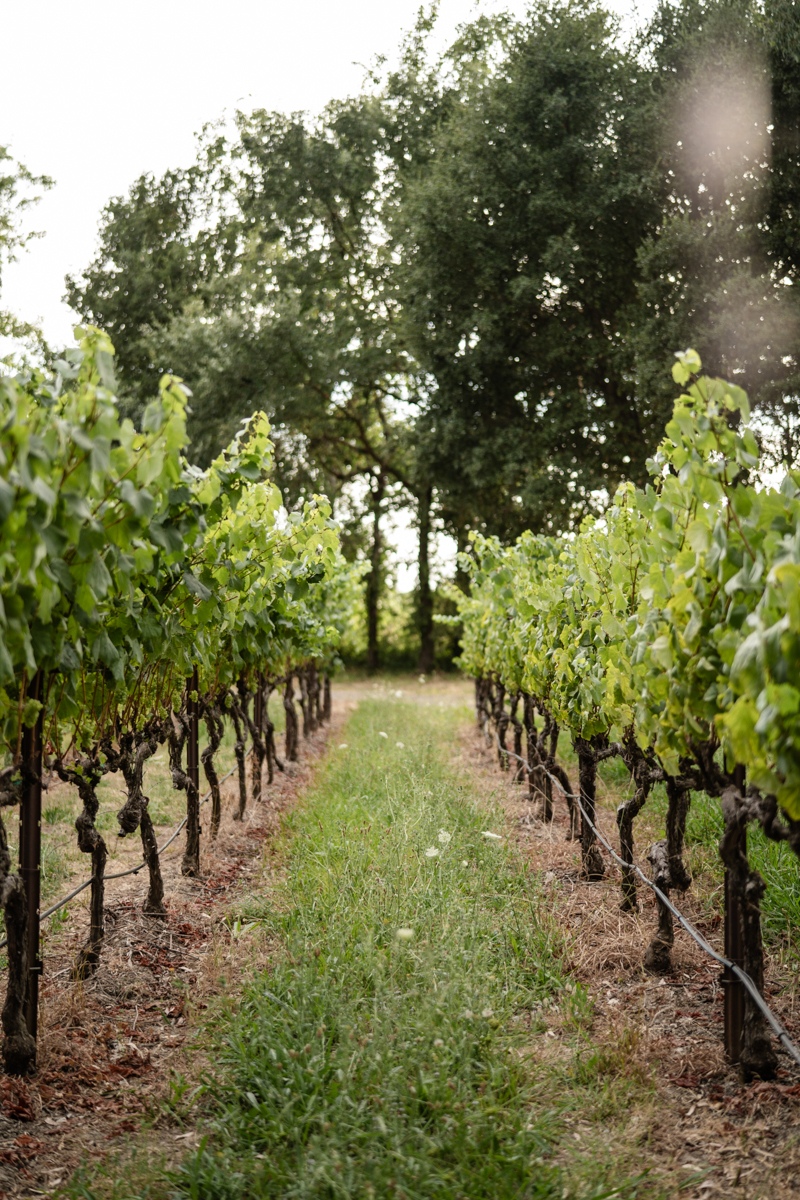 Napa vineyard