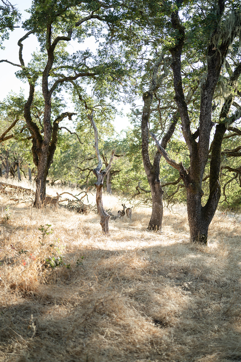 Napa Engagement Session