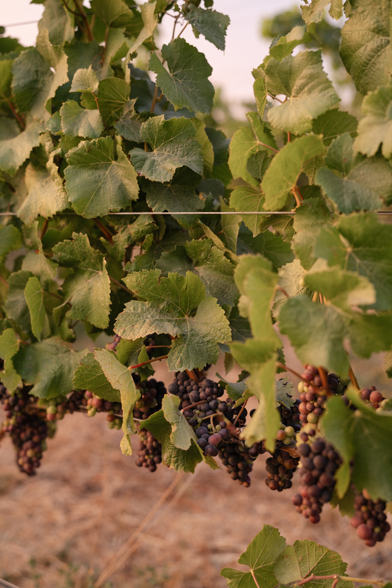 vineyard wedding