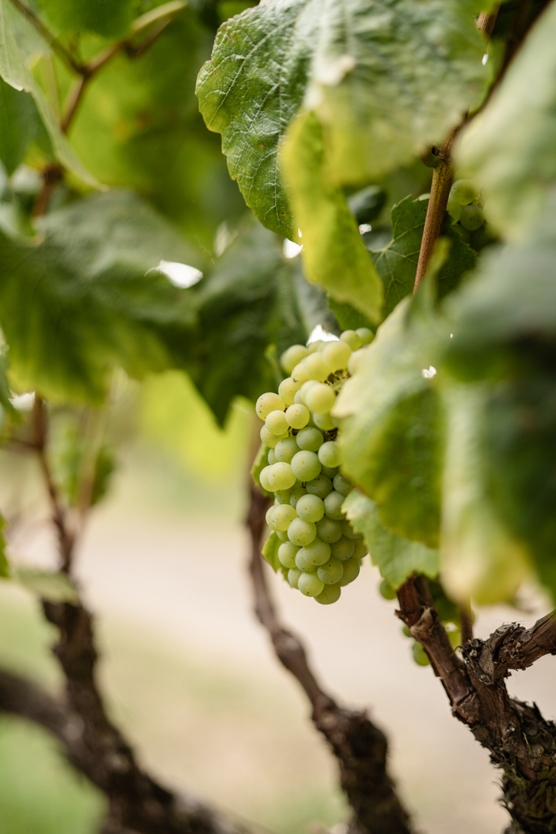 Napa vineyard