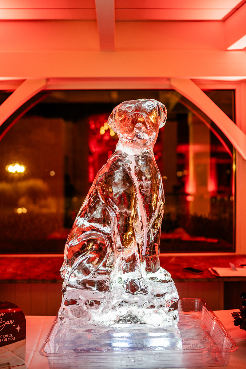 dog ice luge