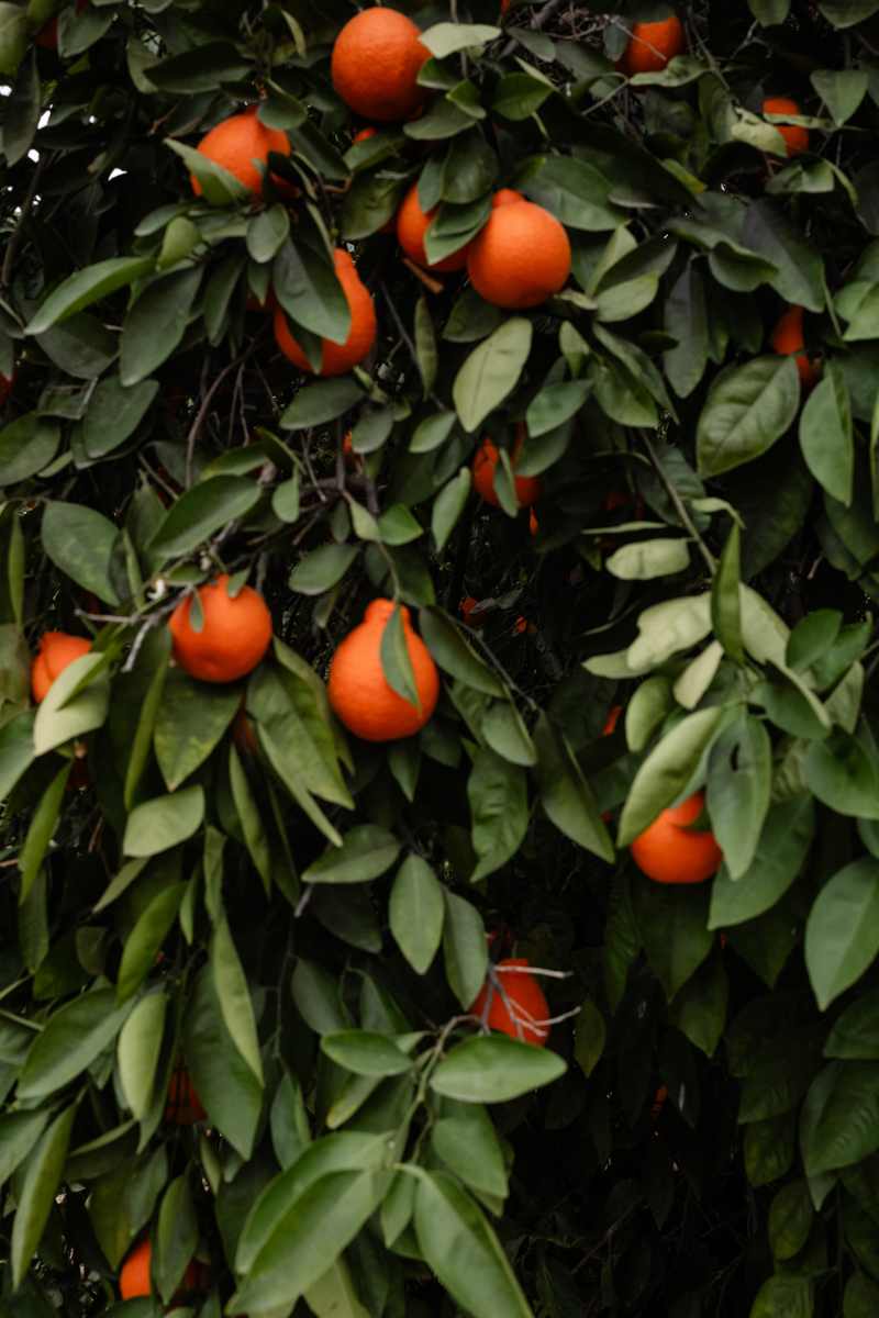 orange tree